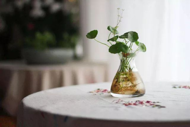 水培的花里面有青苔好么,水培绿植长青苔怎么解决