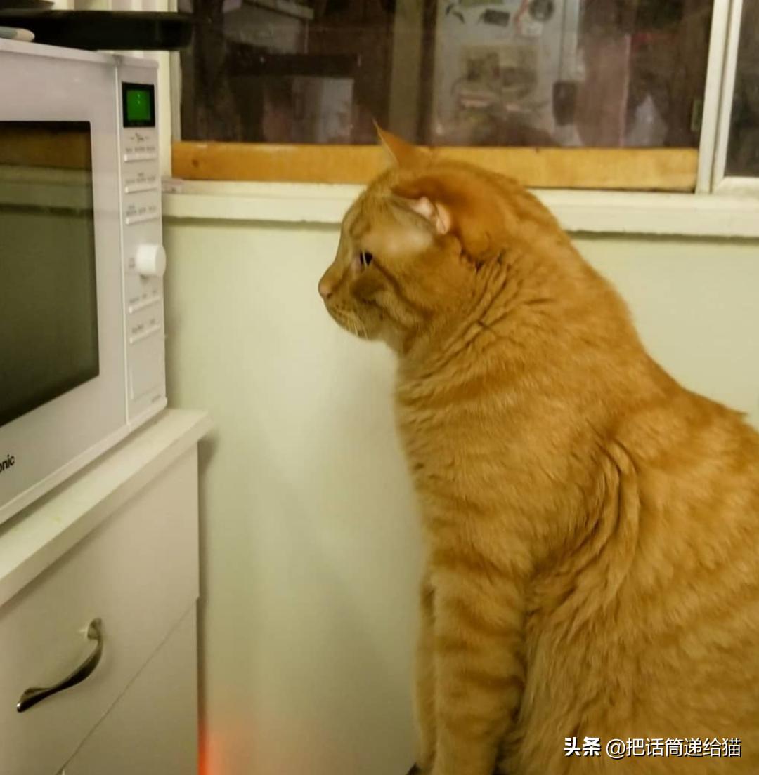 被弃养了一次的猫,从病魔中救回的猫脱离安乐死