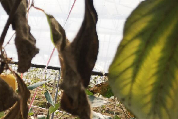 青枣缺素症状图谱,青枣叶子发黄是怎么回事