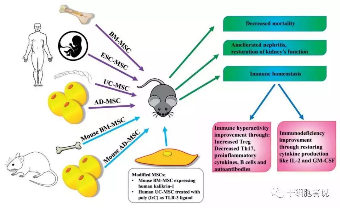 干细胞治疗红斑狼疮最新消息,干细胞治疗红斑狼疮临床研究