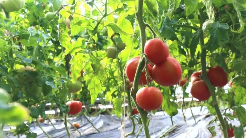 90后新农人回乡创业乡村振兴,大学生返乡创业与乡村振兴