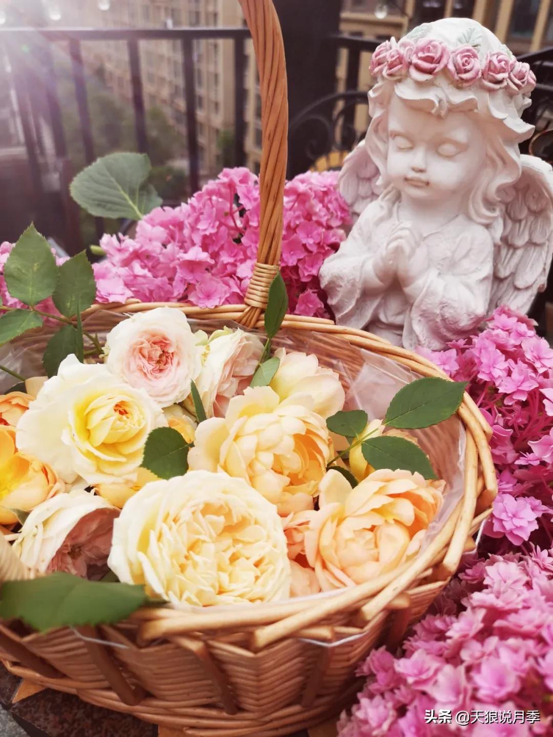 月季春季第一波花要不要剪,月季春季第一波花开后嫁接