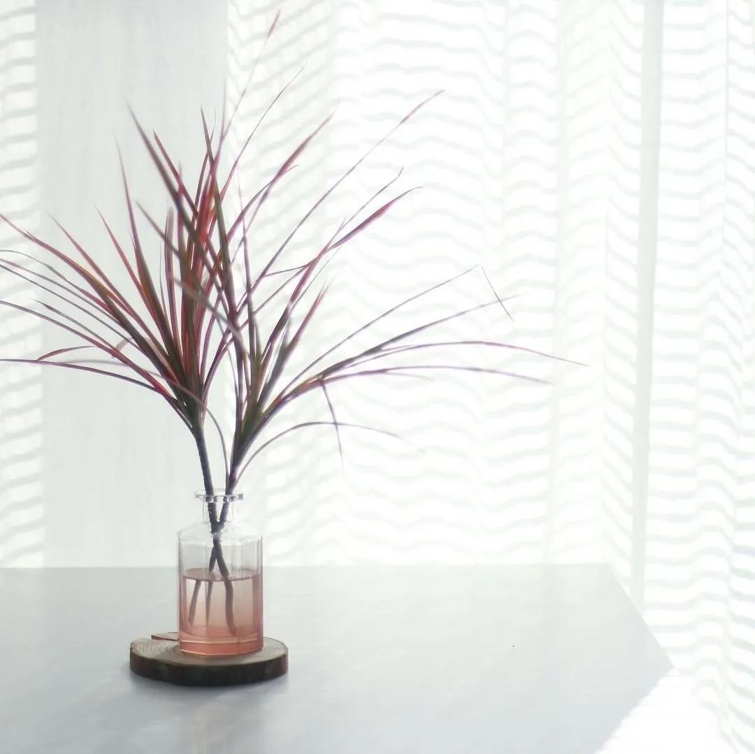 ins十大网红绿植,ins网红绿植大全