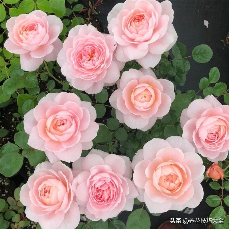 四季开花的月季又香又好养有几种,最漂亮10种盆栽月季