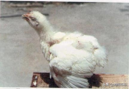 鸡群呼吸道疾病特效药方案大全，鸡群发病，我来帮你解决