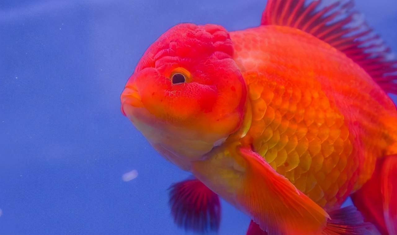 饲养宠物注意事项,宠物的饲养管理与注意事项