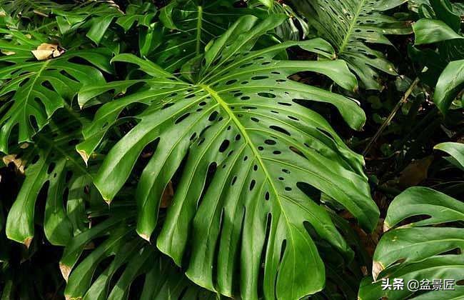 夏天不宜养的10种花,适合夏天养的4种花卉简单又漂亮