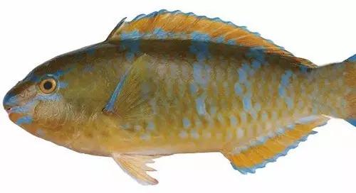 世界顶级海鲜鱼类,史上最完整鱼类海鲜图鉴