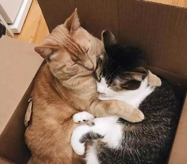 猫咪打架的5种真实原因,猫与猫咪之间打架会流血受伤吗