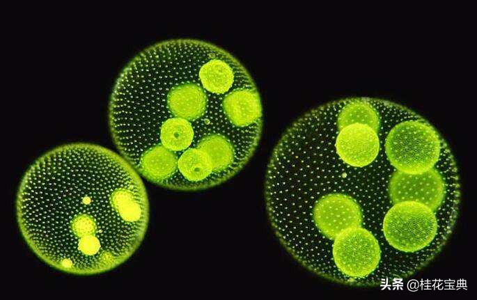 肥皂洗完衣服有臭味怎么办,洗完的衣服有股油臭味怎么回事