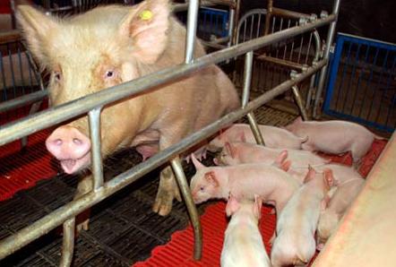 母猪的产后护理是真的吗,母猪的产后处理是护理专业吗