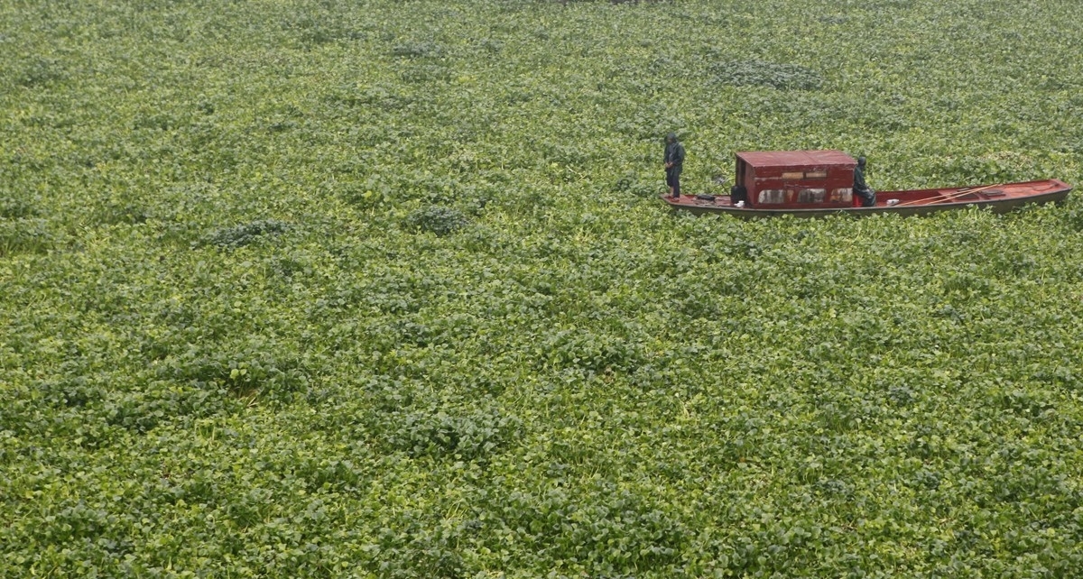 水葫芦为啥消失了,以前常见的水葫芦是否已绝迹