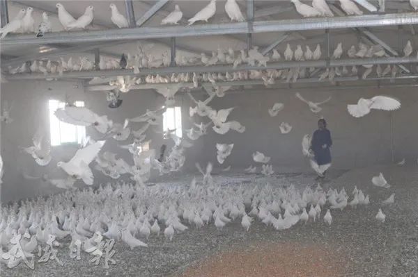 鸽子托起致富梦,小鸽子致富的创业方式