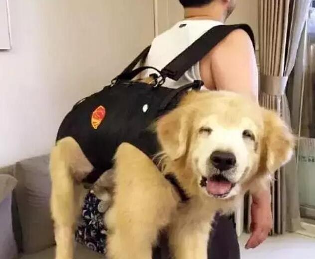 老年犬的4个征兆,老年犬会出现的症状