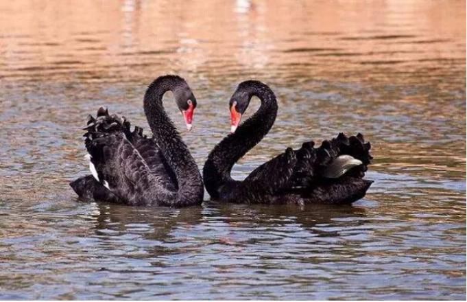 东部华侨城茵特拉根酒店特价套餐,东部华侨城套餐