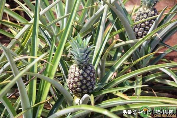 菠萝是怎么生长出来的过程,菠萝是长在土里还是长在上面