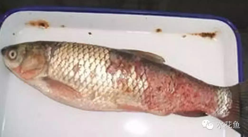 鱼类生病的表现,鱼类赤皮病