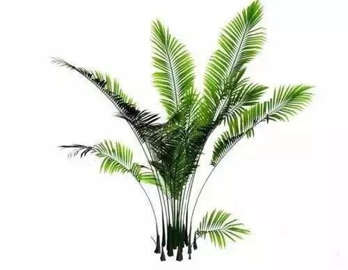 适合放卧室的高大植物,放在卧室的植物养眼