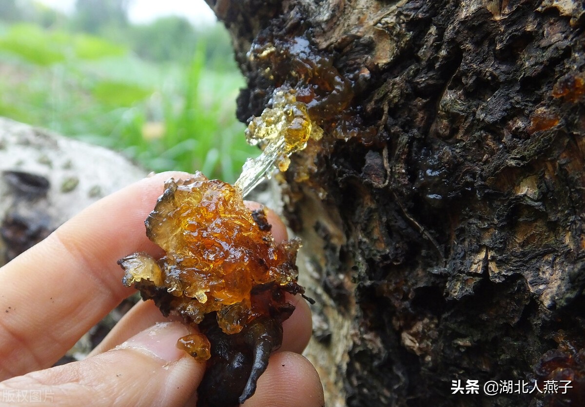 各种可以吃的野菜图片大全及名称 (100种野菜图片大全和名称和吃法)
