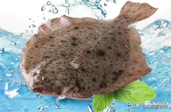 102种海鲜,营养丰富的海鲜有哪些品种