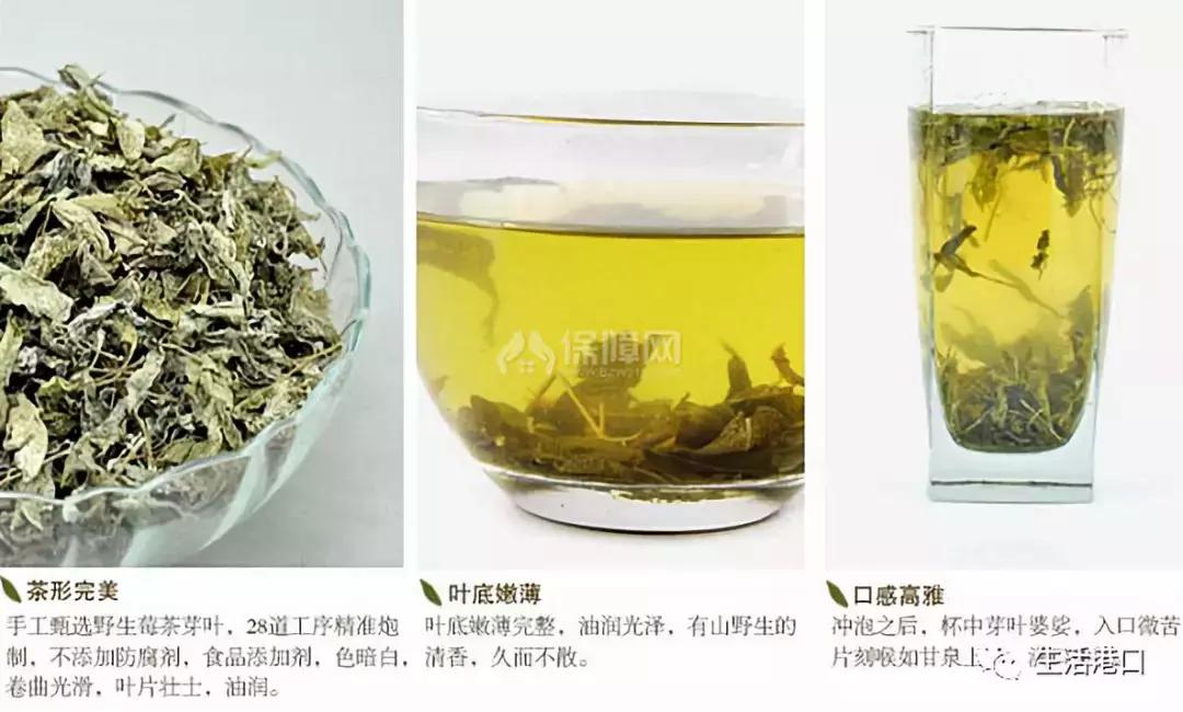 莓茶属于什么茶有什么功效与作用,莓茶与传统茶区别与功效