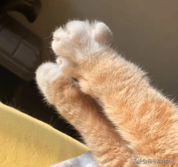 猫猫为什么总把脚放我脸上,为什么猫猫喜欢把头埋在臂弯