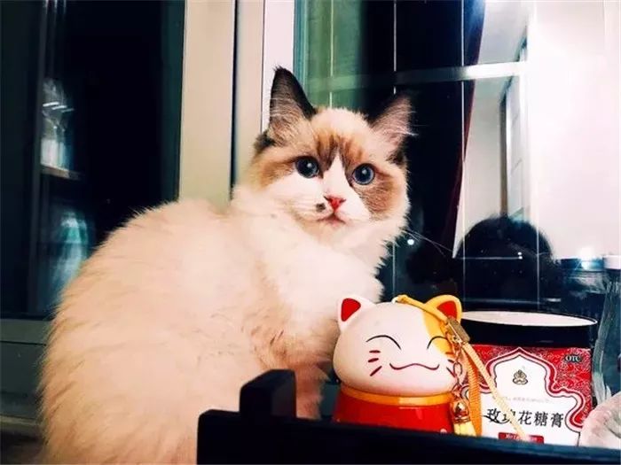 猫咪每天晚上不睡觉的原因,猫咪晚上突然不正常