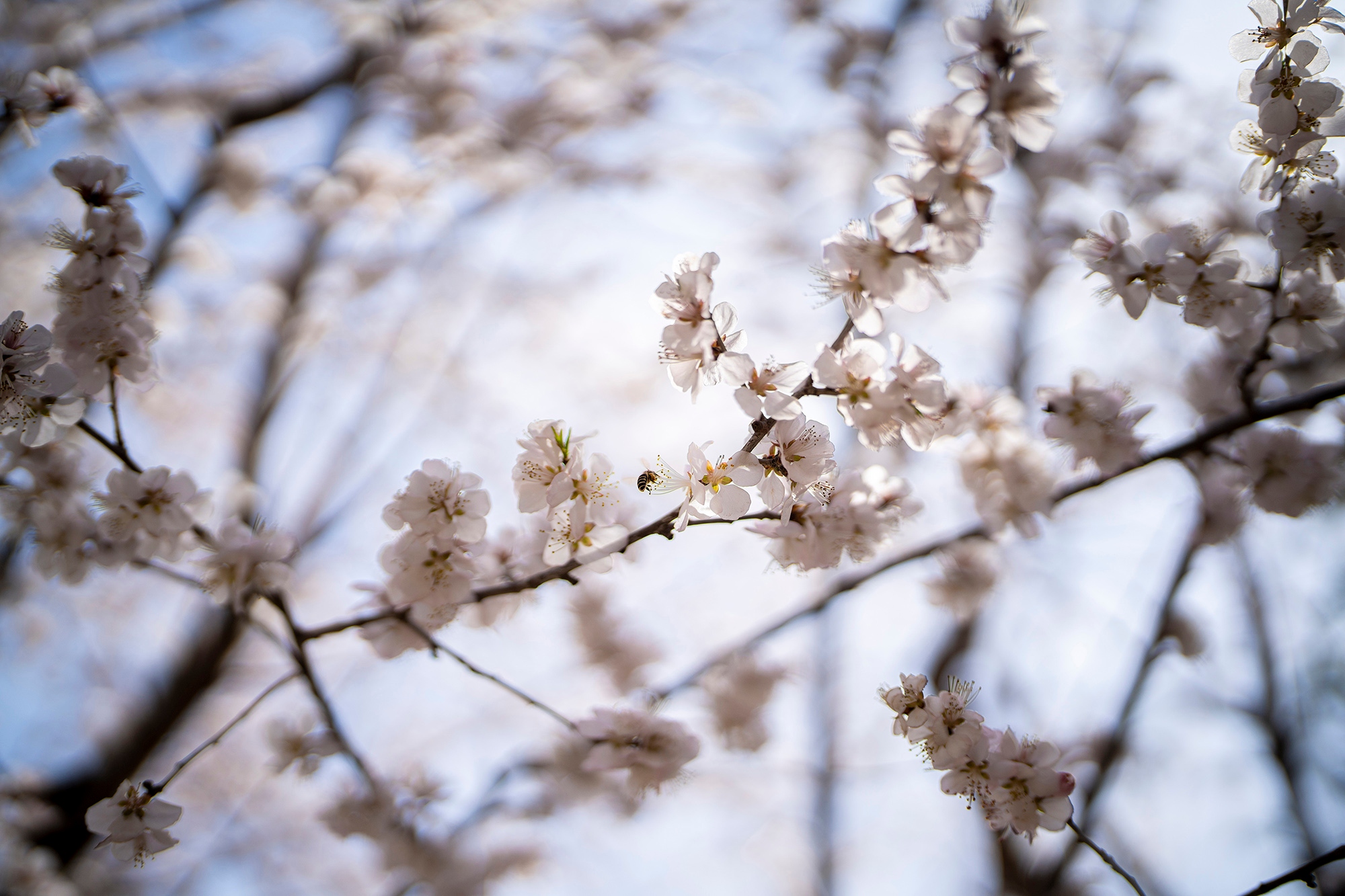 索尼fe50mmf1.2gm拍人像,索尼全画幅fe24mmf1.4测评