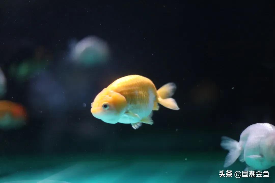 养龙鱼怎么才能节省电,养金鱼必备小知识