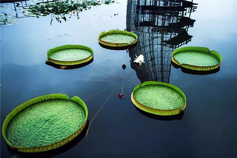 中国十大湖泊最美景点,十大风景最美的湖泊排行榜