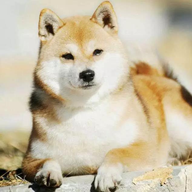 45种狗狗很难得一见你认识几种,45种最难得一见的狗