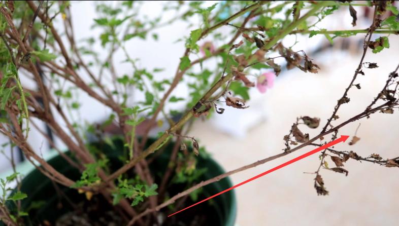 小木槿枯枝黄叶是什么问题,木槿叶子枯枝怎么补救