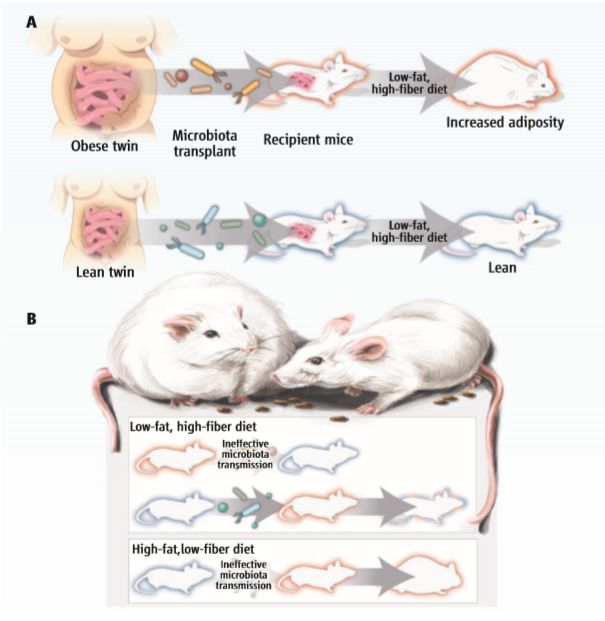 吃屎么？可以治病的那种
