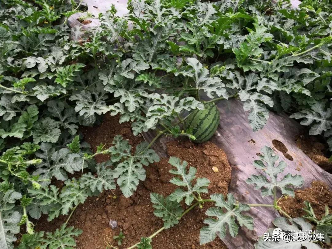 今年哪里的西瓜丰收了,现在的西瓜都成什么样子了