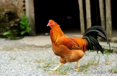 肉鸡进栏后多少天消毒,肉鸡饮水消毒最佳方法