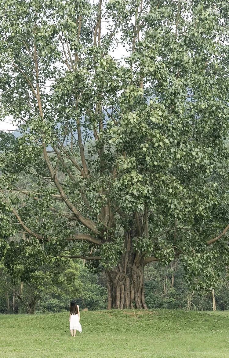 深圳10大旅游好去处,深圳盐田区周末休闲浪漫好去处