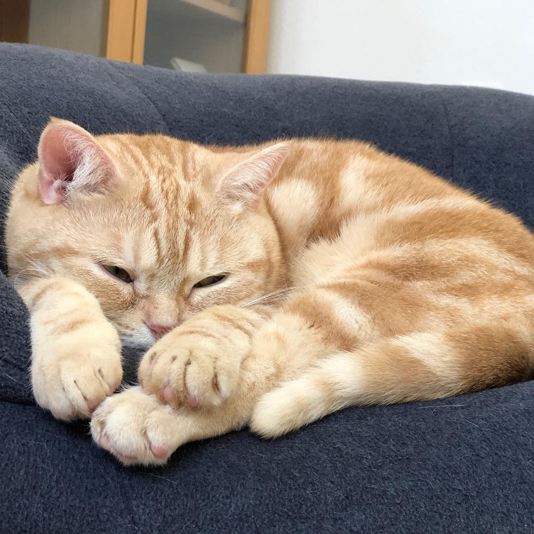 猫咪眼睛结膜炎的症状及治疗方法,猫咪结膜炎和horner综合征