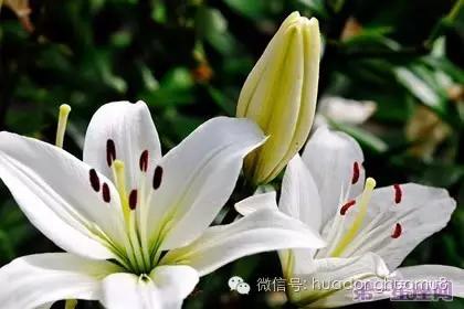 有种花叫满天星的花语是什么,每朵花都有花语而你又知道多少