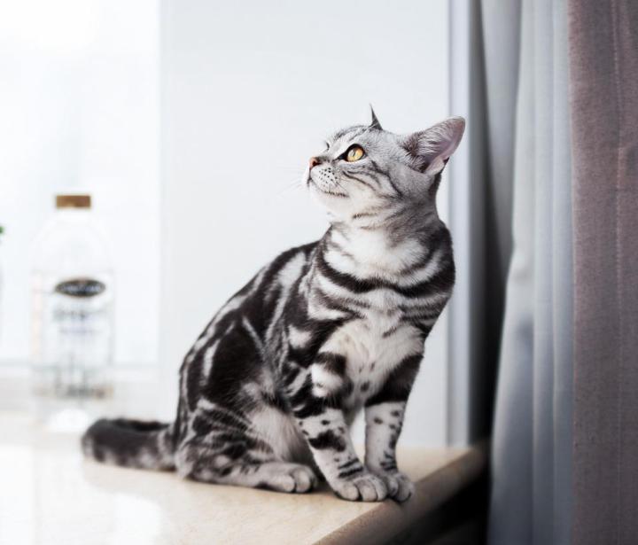 可爱无毛猫视频大全,可爱美短幼崽