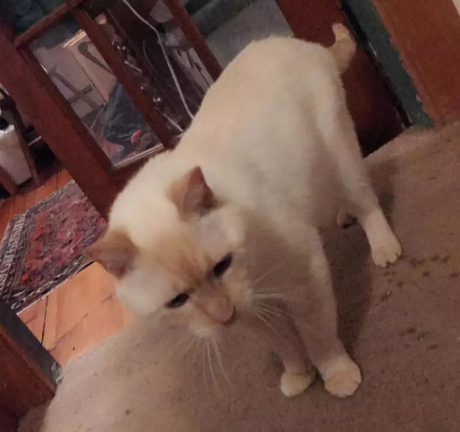 猫咪疯狂啃咬尾巴至出血，诊断后竟是得了抑郁症…