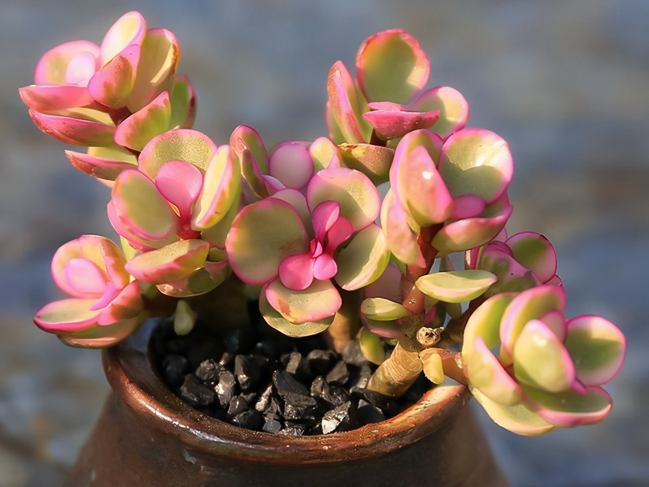 多肉雅乐之舞和晚霞之舞,爱跳舞的植物有哪些