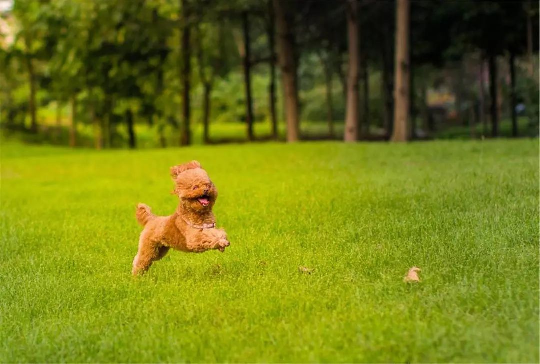 狗狗走路外八字是生病了吗,狗狗后腿外八字怎么矫正