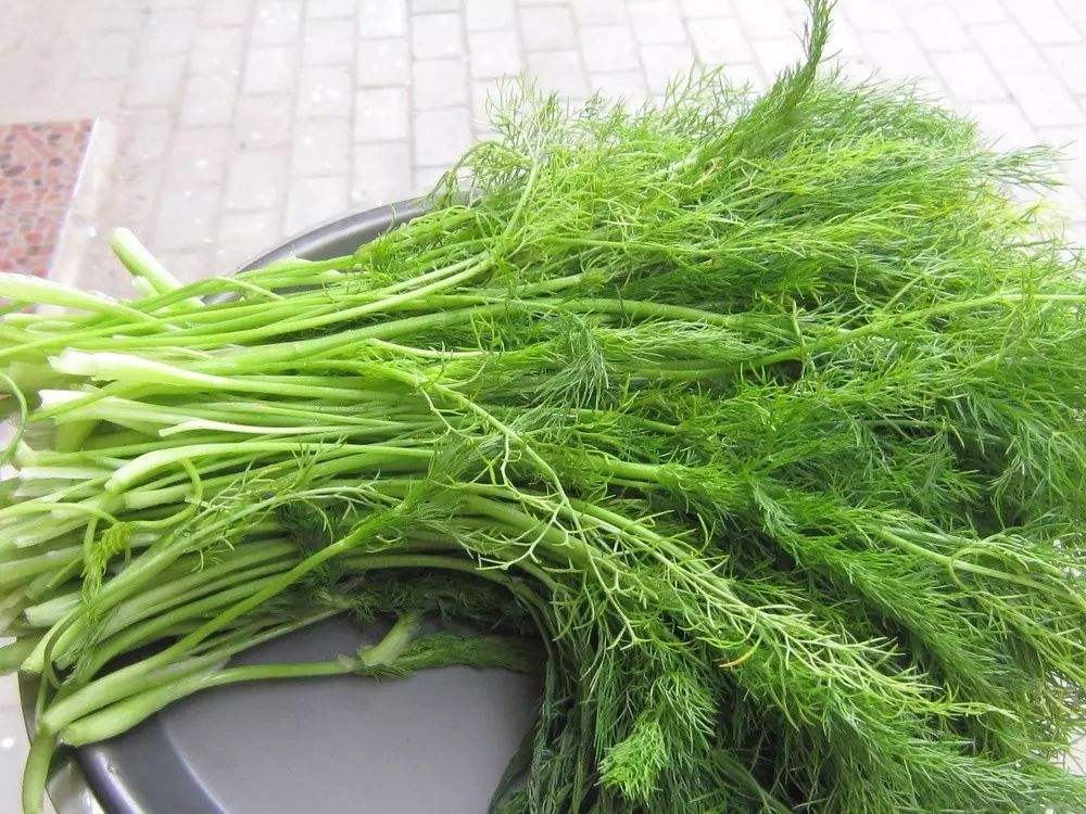 小茴香种植高产技术,小茴香怎么种植才能长得好