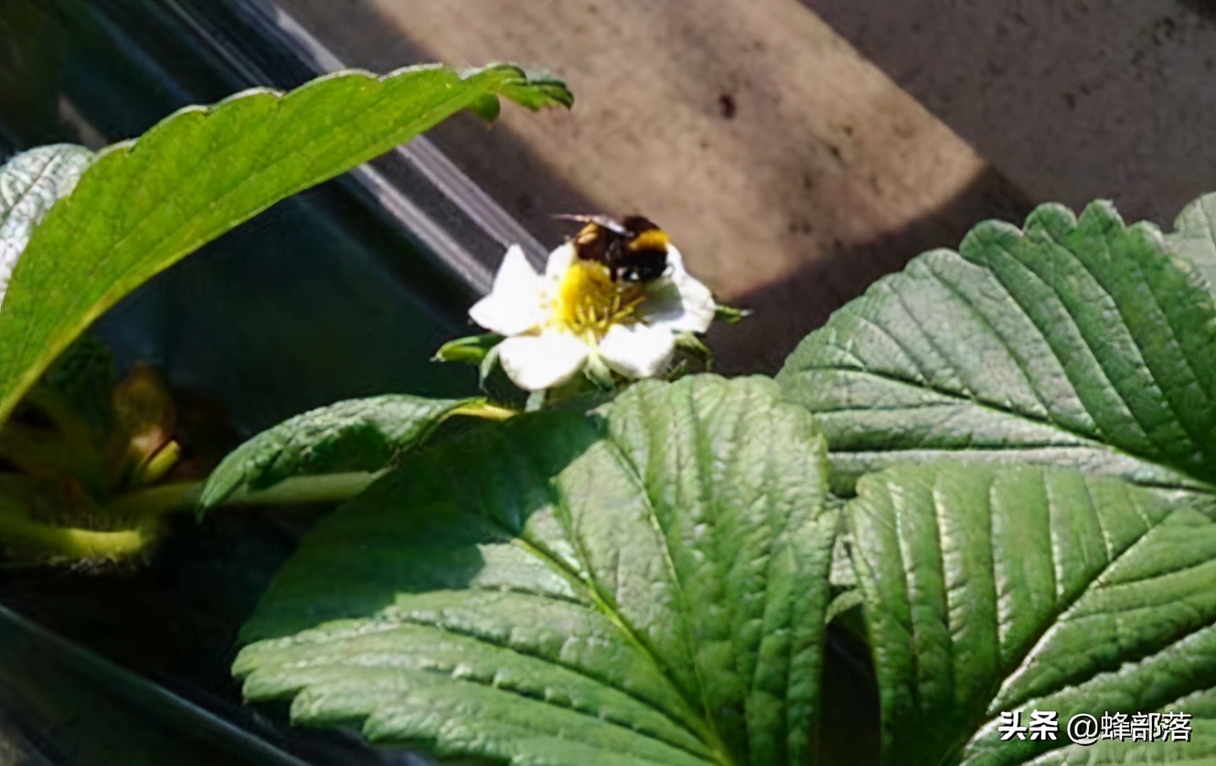 授粉优于中蜂和意蜂的熊蜂，为啥不被养殖户看好？选择还需谨慎
