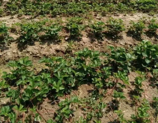 草莓不肥怎么办,草莓不旺长怎么办