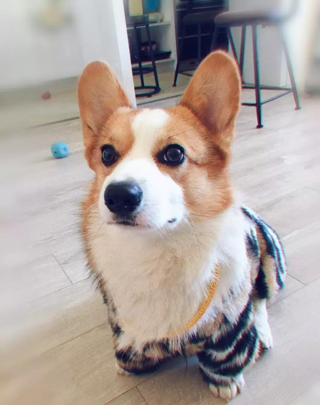 宠物经济背后的真实故事,宠物经济现状大爆发