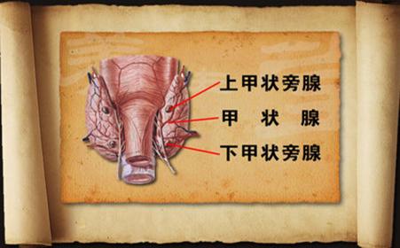 已经得了骨质疏松吃什么药能缓解,骨质疏松有什么药可治愈的吗