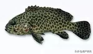 海洋科普世界上都有什么鱼,十种受欢迎的海鲜鱼类