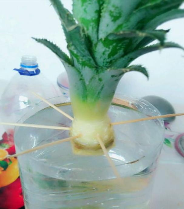 两分钟教你学会种菠萝,菠萝地该怎么种才能种出一棵菠萝