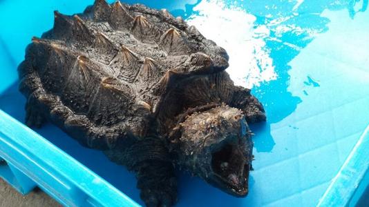 鳄龟的天敌是谁,鳄龟在野外几乎没有天敌